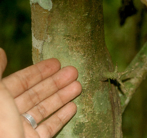  ( - BioBot01153)  @11 [ ] CreativeCommons - Attribution Non-Commercial Share-Alike (2010) Daniel H. Janzen Guanacaste Dry Forest Conservation Fund