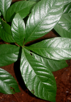  ( - BioBot01153)  @11 [ ] CreativeCommons - Attribution Non-Commercial Share-Alike (2010) Daniel H. Janzen Guanacaste Dry Forest Conservation Fund