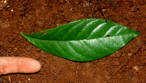  ( - BioBot01153)  @11 [ ] CreativeCommons - Attribution Non-Commercial Share-Alike (2010) Daniel H. Janzen Guanacaste Dry Forest Conservation Fund