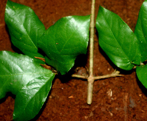  ( - BioBot01154)  @11 [ ] CreativeCommons - Attribution Non-Commercial Share-Alike (2010) Daniel H. Janzen Guanacaste Dry Forest Conservation Fund