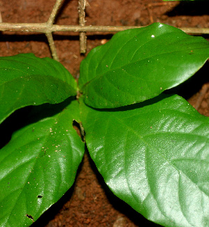  ( - BioBot01154)  @11 [ ] CreativeCommons - Attribution Non-Commercial Share-Alike (2010) Daniel H. Janzen Guanacaste Dry Forest Conservation Fund