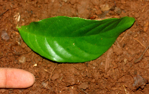  ( - BioBot01154)  @11 [ ] CreativeCommons - Attribution Non-Commercial Share-Alike (2010) Daniel H. Janzen Guanacaste Dry Forest Conservation Fund