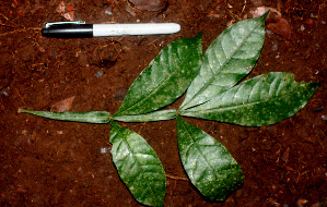  ( - BioBot01161)  @11 [ ] CreativeCommons - Attribution Non-Commercial Share-Alike (2010) Daniel H. Janzen Guanacaste Dry Forest Conservation Fund