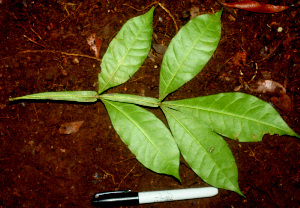  ( - BioBot01161)  @11 [ ] CreativeCommons - Attribution Non-Commercial Share-Alike (2010) Daniel H. Janzen Guanacaste Dry Forest Conservation Fund