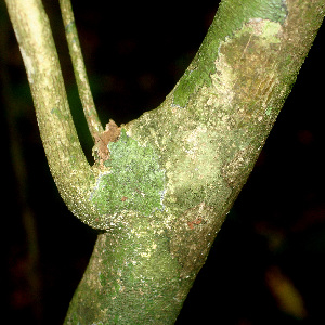  ( - BioBot01162)  @11 [ ] CreativeCommons - Attribution Non-Commercial Share-Alike (2010) Daniel H. Janzen Guanacaste Dry Forest Conservation Fund