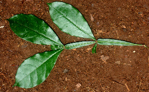  ( - BioBot01162)  @11 [ ] CreativeCommons - Attribution Non-Commercial Share-Alike (2010) Daniel H. Janzen Guanacaste Dry Forest Conservation Fund