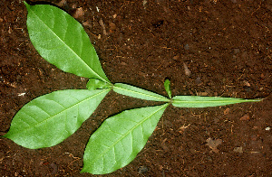  ( - BioBot01162)  @11 [ ] CreativeCommons - Attribution Non-Commercial Share-Alike (2010) Daniel H. Janzen Guanacaste Dry Forest Conservation Fund