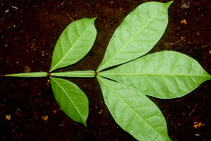  ( - BioBot01163)  @11 [ ] CreativeCommons - Attribution Non-Commercial Share-Alike (2010) Daniel H. Janzen Guanacaste Dry Forest Conservation Fund