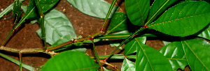  ( - BioBot01163)  @11 [ ] CreativeCommons - Attribution Non-Commercial Share-Alike (2010) Daniel H. Janzen Guanacaste Dry Forest Conservation Fund