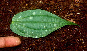  ( - BioBot01164)  @11 [ ] CreativeCommons - Attribution Non-Commercial Share-Alike (2010) Daniel H. Janzen Guanacaste Dry Forest Conservation Fund