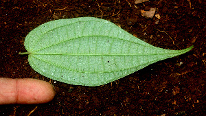  ( - BioBot01164)  @11 [ ] CreativeCommons - Attribution Non-Commercial Share-Alike (2010) Daniel H. Janzen Guanacaste Dry Forest Conservation Fund