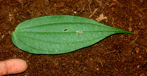  ( - BioBot01165)  @11 [ ] CreativeCommons - Attribution Non-Commercial Share-Alike (2010) Daniel H. Janzen Guanacaste Dry Forest Conservation Fund