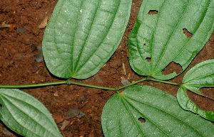  ( - BioBot01166)  @11 [ ] CreativeCommons - Attribution Non-Commercial Share-Alike (2010) Daniel H. Janzen Guanacaste Dry Forest Conservation Fund