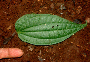  ( - BioBot01166)  @11 [ ] CreativeCommons - Attribution Non-Commercial Share-Alike (2010) Daniel H. Janzen Guanacaste Dry Forest Conservation Fund