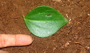  ( - BioBot01167)  @11 [ ] CreativeCommons - Attribution Non-Commercial Share-Alike (2010) Daniel H. Janzen Guanacaste Dry Forest Conservation Fund