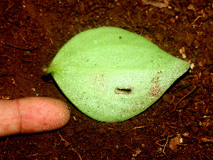  ( - BioBot01167)  @11 [ ] CreativeCommons - Attribution Non-Commercial Share-Alike (2010) Daniel H. Janzen Guanacaste Dry Forest Conservation Fund