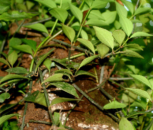  ( - BioBot01168)  @11 [ ] CreativeCommons - Attribution Non-Commercial Share-Alike (2010) Daniel H. Janzen Guanacaste Dry Forest Conservation Fund
