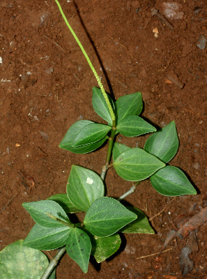 ( - BioBot01168)  @11 [ ] CreativeCommons - Attribution Non-Commercial Share-Alike (2010) Daniel H. Janzen Guanacaste Dry Forest Conservation Fund