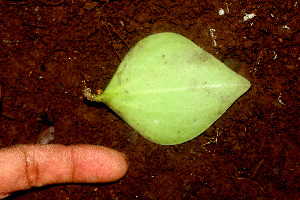  ( - BioBot01168)  @11 [ ] CreativeCommons - Attribution Non-Commercial Share-Alike (2010) Daniel H. Janzen Guanacaste Dry Forest Conservation Fund