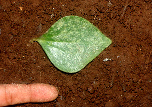  ( - BioBot01168)  @11 [ ] CreativeCommons - Attribution Non-Commercial Share-Alike (2010) Daniel H. Janzen Guanacaste Dry Forest Conservation Fund