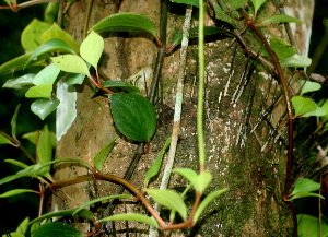  ( - BioBot01169)  @11 [ ] CreativeCommons - Attribution Non-Commercial Share-Alike (2010) Daniel H. Janzen Guanacaste Dry Forest Conservation Fund