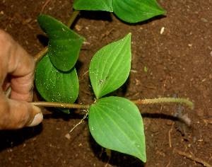  ( - BioBot01169)  @11 [ ] CreativeCommons - Attribution Non-Commercial Share-Alike (2010) Daniel H. Janzen Guanacaste Dry Forest Conservation Fund