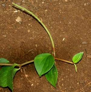  ( - BioBot01169)  @11 [ ] CreativeCommons - Attribution Non-Commercial Share-Alike (2010) Daniel H. Janzen Guanacaste Dry Forest Conservation Fund