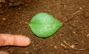  ( - BioBot01169)  @11 [ ] CreativeCommons - Attribution Non-Commercial Share-Alike (2010) Daniel H. Janzen Guanacaste Dry Forest Conservation Fund