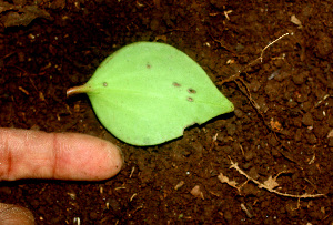  ( - BioBot01169)  @11 [ ] CreativeCommons - Attribution Non-Commercial Share-Alike (2010) Daniel H. Janzen Guanacaste Dry Forest Conservation Fund
