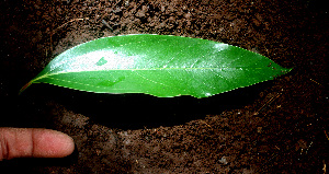  ( - BioBot01172)  @11 [ ] CreativeCommons - Attribution Non-Commercial Share-Alike (2010) Daniel H. Janzen Guanacaste Dry Forest Conservation Fund