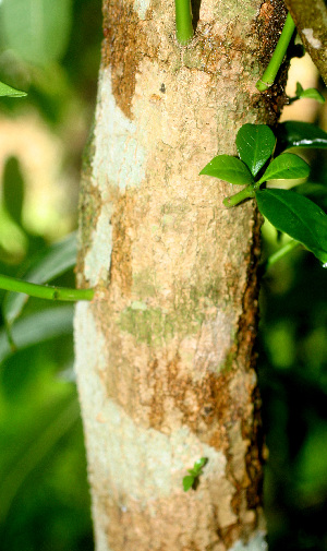  ( - BioBot01173)  @11 [ ] CreativeCommons - Attribution Non-Commercial Share-Alike (2010) Daniel H. Janzen Guanacaste Dry Forest Conservation Fund