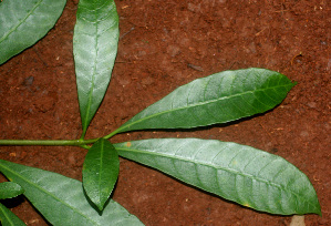  ( - BioBot01174)  @11 [ ] CreativeCommons - Attribution Non-Commercial Share-Alike (2010) Daniel H. Janzen Guanacaste Dry Forest Conservation Fund