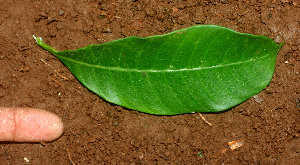  ( - BioBot01175)  @11 [ ] CreativeCommons - Attribution Non-Commercial Share-Alike (2010) Daniel H. Janzen Guanacaste Dry Forest Conservation Fund