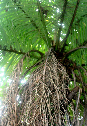  ( - BioBot01176)  @11 [ ] CreativeCommons - Attribution Non-Commercial Share-Alike (2010) Daniel H. Janzen Guanacaste Dry Forest Conservation Fund