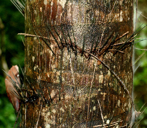  ( - BioBot01177)  @11 [ ] CreativeCommons - Attribution Non-Commercial Share-Alike (2010) Daniel H. Janzen Guanacaste Dry Forest Conservation Fund
