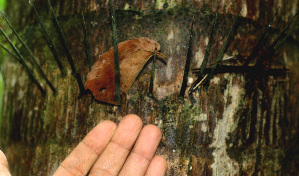  ( - BioBot01177)  @11 [ ] CreativeCommons - Attribution Non-Commercial Share-Alike (2010) Daniel H. Janzen Guanacaste Dry Forest Conservation Fund