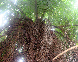  ( - BioBot01177)  @11 [ ] CreativeCommons - Attribution Non-Commercial Share-Alike (2010) Daniel H. Janzen Guanacaste Dry Forest Conservation Fund