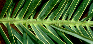  ( - BioBot01177)  @11 [ ] CreativeCommons - Attribution Non-Commercial Share-Alike (2010) Daniel H. Janzen Guanacaste Dry Forest Conservation Fund