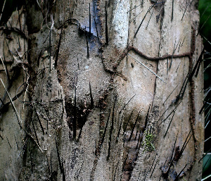  ( - BioBot01178)  @11 [ ] CreativeCommons - Attribution Non-Commercial Share-Alike (2010) Daniel H. Janzen Guanacaste Dry Forest Conservation Fund