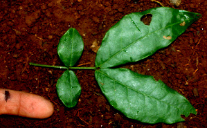  (Senna undulata - BioBot01181)  @11 [ ] CreativeCommons - Attribution Non-Commercial Share-Alike (2010) Daniel H. Janzen Guanacaste Dry Forest Conservation Fund