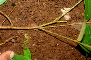  ( - BioBot01204)  @11 [ ] CreativeCommons - Attribution Non-Commercial Share-Alike (2010) Daniel H. Janzen Guanacaste Dry Forest Conservation Fund