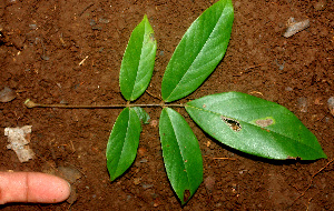  ( - BioBot01204)  @11 [ ] CreativeCommons - Attribution Non-Commercial Share-Alike (2010) Daniel H. Janzen Guanacaste Dry Forest Conservation Fund