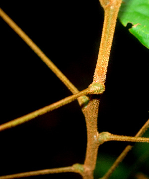  ( - BioBot01205)  @11 [ ] CreativeCommons - Attribution Non-Commercial Share-Alike (2010) Daniel H. Janzen Guanacaste Dry Forest Conservation Fund