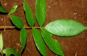  ( - BioBot01205)  @11 [ ] CreativeCommons - Attribution Non-Commercial Share-Alike (2010) Daniel H. Janzen Guanacaste Dry Forest Conservation Fund