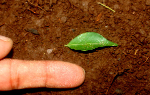  ( - BioBot01206)  @11 [ ] CreativeCommons - Attribution Non-Commercial Share-Alike (2010) Daniel H. Janzen Guanacaste Dry Forest Conservation Fund