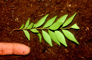  ( - BioBot01207)  @11 [ ] CreativeCommons - Attribution Non-Commercial Share-Alike (2010) Daniel H. Janzen Guanacaste Dry Forest Conservation Fund