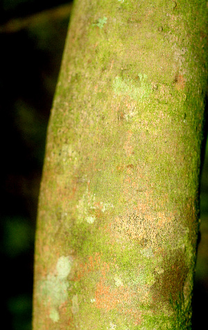  ( - BioBot01208)  @11 [ ] CreativeCommons - Attribution Non-Commercial Share-Alike (2010) Daniel H. Janzen Guanacaste Dry Forest Conservation Fund