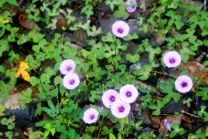  ( - BioBot01224)  @11 [ ] CreativeCommons - Attribution Non-Commercial Share-Alike (2010) Daniel H. Janzen Guanacaste Dry Forest Conservation Fund