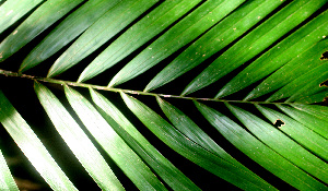  ( - BioBot01230)  @11 [ ] CreativeCommons - Attribution Non-Commercial Share-Alike (2010) Daniel H. Janzen Guanacaste Dry Forest Conservation Fund