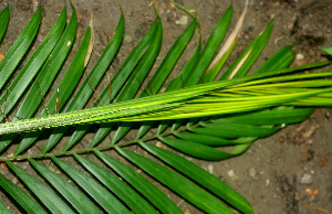  ( - BioBot01230)  @11 [ ] CreativeCommons - Attribution Non-Commercial Share-Alike (2010) Daniel H. Janzen Guanacaste Dry Forest Conservation Fund